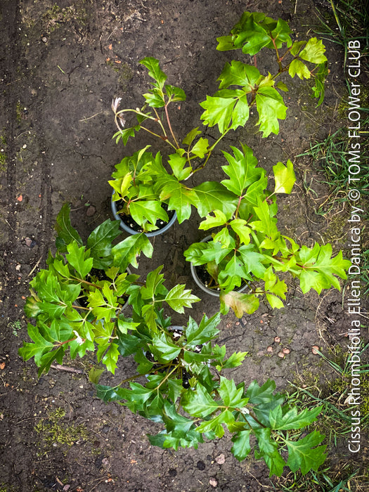 Cissus Rhombifolia Ellen Danica, Oak Leaf Ivy, Grape Ivy organically grown, for sale at TOMs FLOWer CLUB.
