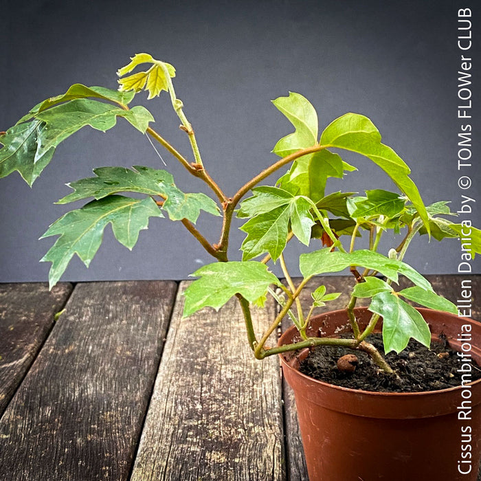 Cissus Rhombifolia Ellen Danica, Oak Leaf Ivy, Grape Ivy organically grown, for sale at TOMs FLOWer CLUB.