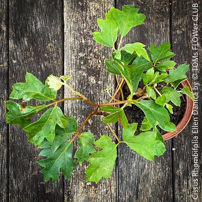 Cissus Rhombifolia Ellen Danica, Oak Leaf Ivy, Grape Ivy organically grown, for sale at TOMs FLOWer CLUB.