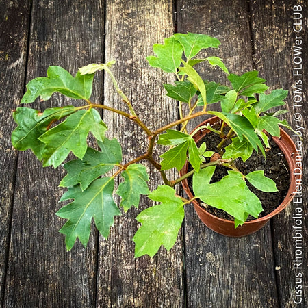Cissus Rhombifolia Ellen Danica, Oak Leaf Ivy, Grape Ivy organically grown, for sale at TOMs FLOWer CLUB.