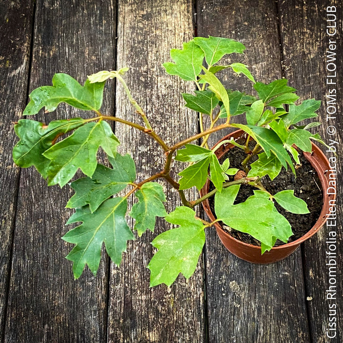 Cissus Rhombifolia Ellen Danica, Oak Leaf Ivy, Grape Ivy organically grown, for sale at TOMs FLOWer CLUB.