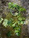 Cissus Rhombifolia Ellen Danica, Oak Leaf Ivy, Grape Ivy organically grown, for sale at TOMs FLOWer CLUB.