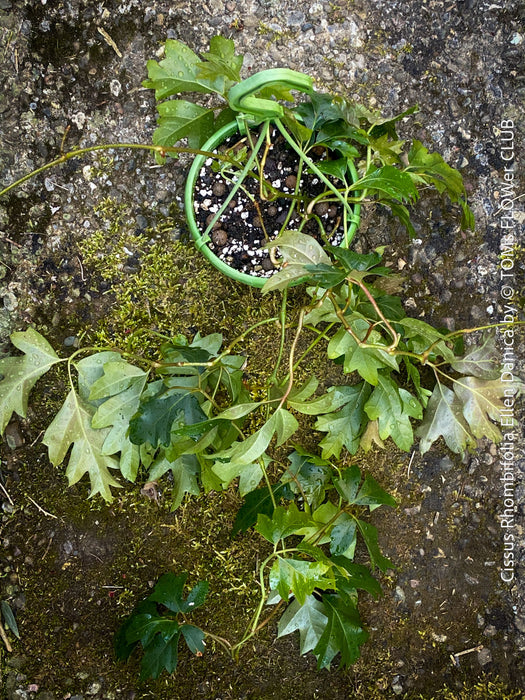 Cissus Rhombifolia Ellen Danica, Oak Leaf Ivy, Grape Ivy organically grown, for sale at TOMs FLOWer CLUB.