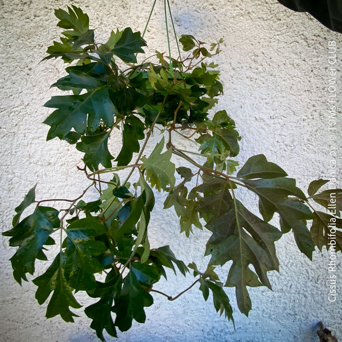 Cissus Rhombifolia Ellen Danica, Oak Leaf Ivy, Grape Ivy organically grown, for sale at TOMs FLOWer CLUB.