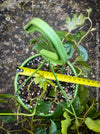 Cissus Rhombifolia Ellen Danica, Oak Leaf Ivy, Grape Ivy organically grown, for sale at TOMs FLOWer CLUB.