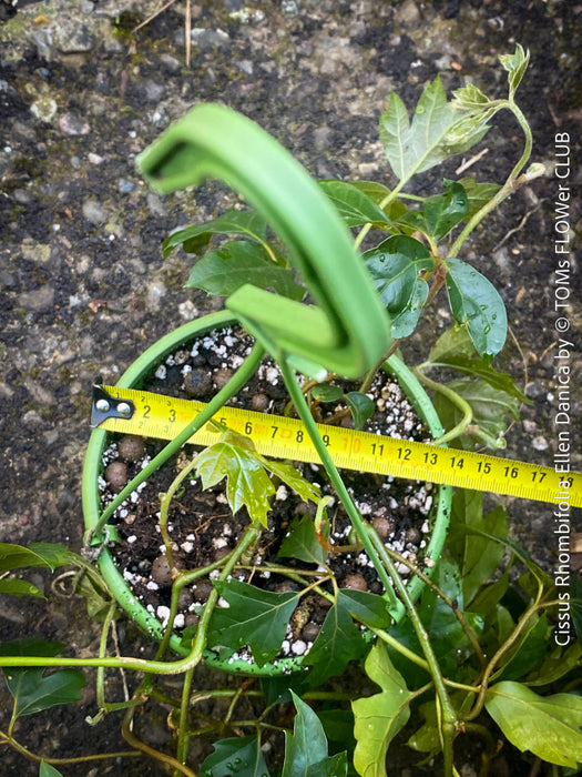 Cissus Rhombifolia Ellen Danica, Oak Leaf Ivy, Grape Ivy organically grown, for sale at TOMs FLOWer CLUB.
