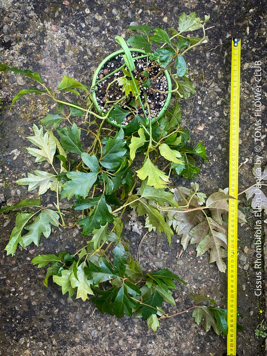 Cissus Rhombifolia Ellen Danica, Oak Leaf Ivy, Grape Ivy organically grown, for sale at TOMs FLOWer CLUB.