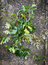 Cissus Rhombifolia Ellen Danica, Oak Leaf Ivy, Grape Ivy organically grown, for sale at TOMs FLOWer CLUB.