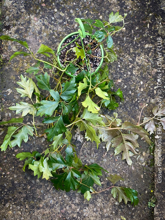 Cissus Rhombifolia Ellen Danica, Oak Leaf Ivy, Grape Ivy organically grown, for sale at TOMs FLOWer CLUB.