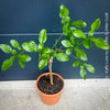 Citrus Hystrix, Kaffir lime, Kaffir Limette, organically grown tropical citrus plants for sale at TOMs FLOWer CLUB.