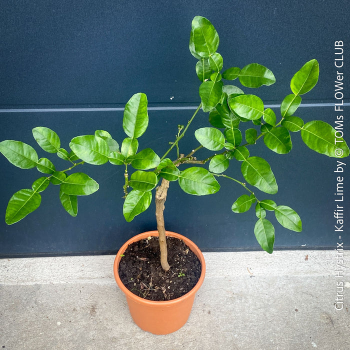 Citrus Hystrix, Kaffir lime, Kaffir Limette, organically grown tropical citrus plants for sale at TOMs FLOWer CLUB.