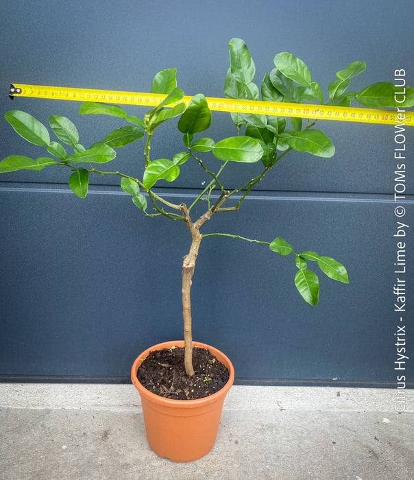 Citrus Hystrix, Kaffir lime, Kaffir Limette, organically grown tropical citrus plants for sale at TOMs FLOWer CLUB.
