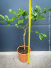 Citrus Hystrix, Kaffir lime, Kaffir Limette, organically grown tropical citrus plants for sale at TOMs FLOWer CLUB.