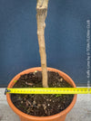 Citrus Hystrix, Kaffir lime, Kaffir Limette, organically grown tropical citrus plants for sale at TOMs FLOWer CLUB.