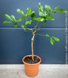 Citrus Hystrix, Kaffir lime, Kaffir Limette, organically grown tropical citrus plants for sale at TOMs FLOWer CLUB.