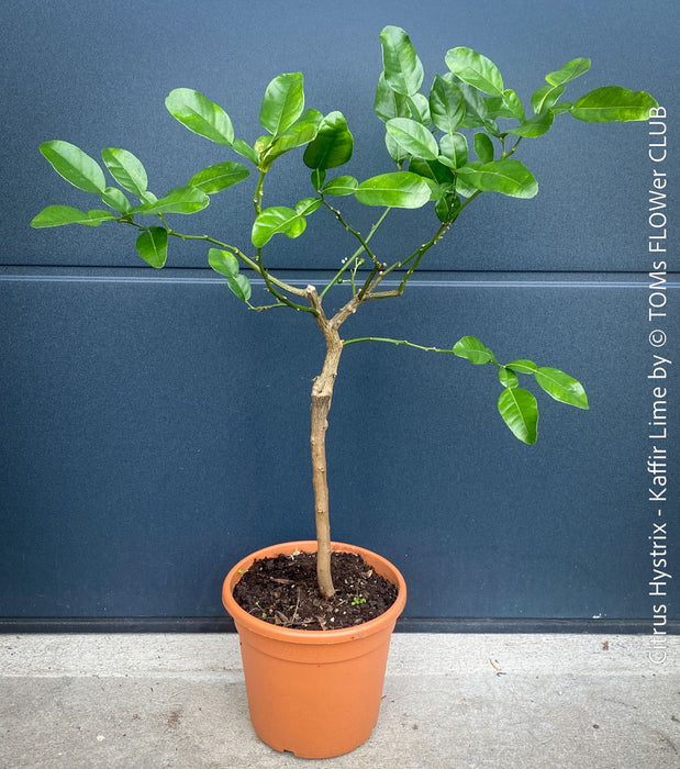 Citrus Hystrix, Kaffir lime, Kaffir Limette, organically grown tropical citrus plants for sale at TOMs FLOWer CLUB.