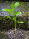 Citrus Hystrix, Kaffir lime, Kaffir Limette, organically grown tropical citrus plants for sale at TOMs FLOWer CLUB.