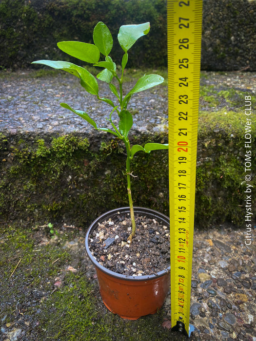 Citrus Hystrix, Kaffir lime, Kaffir Limette, organically grown tropical citrus plants for sale at TOMs FLOWer CLUB.