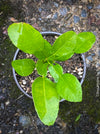 Citrus Hystrix, Kaffir lime, Kaffir Limette, organically grown tropical citrus plants for sale at TOMs FLOWer CLUB.