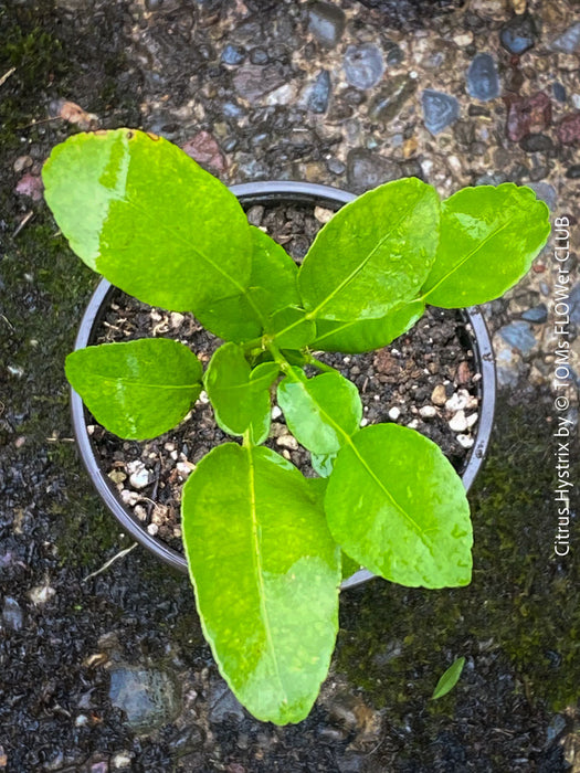 Citrus Hystrix, Kaffir lime, Kaffir Limette, organically grown tropical citrus plants for sale at TOMs FLOWer CLUB.