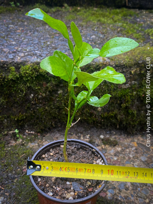 Citrus Hystrix, Kaffir lime, Kaffir Limette, organically grown tropical citrus plants for sale at TOMs FLOWer CLUB.