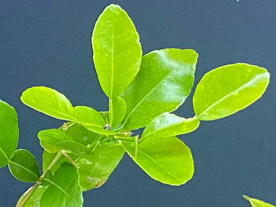 Citrus Hystrix, Kaffir lime, Kaffir Limette, organically grown tropical citrus plants for sale at TOMs FLOWer CLUB.