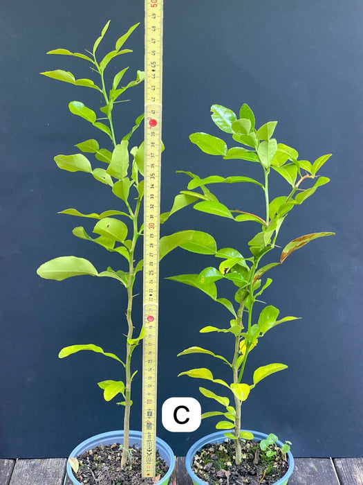 Citrus Hystrix, Kaffir lime, Kaffir Limette, organically grown tropical citrus plants for sale at TOMs FLOWer CLUB.