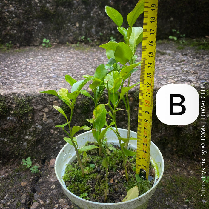 Citrus Hystrix, Kaffir lime, Kaffir Limette, organically grown tropical citrus plants for sale at TOMs FLOWer CLUB.