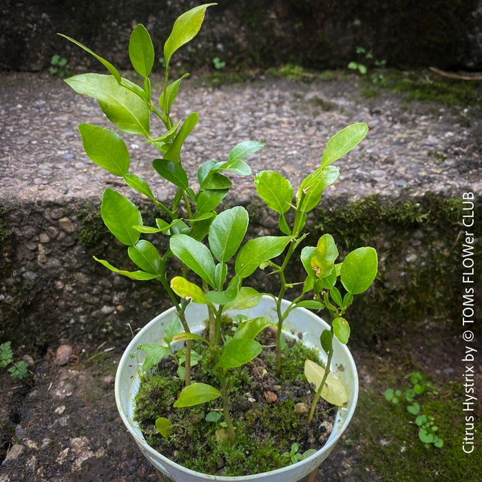 Citrus Hystrix, Kaffir lime, Kaffir Limette, organically grown tropical citrus plants for sale at TOMs FLOWer CLUB.