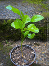 Citrus Hystrix, Kaffir lime, Kaffir Limette, organically grown tropical citrus plants for sale at TOMs FLOWer CLUB.