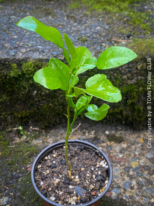 Citrus Hystrix, Kaffir lime, Kaffir Limette, organically grown tropical citrus plants for sale at TOMs FLOWer CLUB.