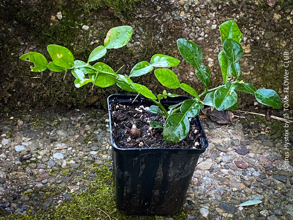 Citrus Hystrix, Kaffir lime, Kaffir Limette, organically grown tropical citrus plants for sale at TOMs FLOWer CLUB.