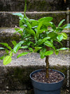 Citrus Hystrix, Kaffir lime, Kaffir Limette, organically grown tropical citrus plants for sale at TOMs FLOWer CLUB.
