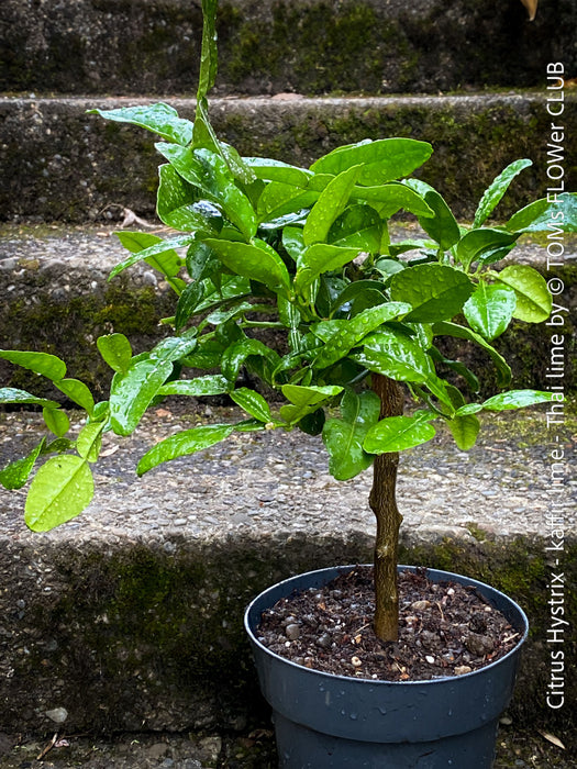 Citrus Hystrix, Kaffir lime, Kaffir Limette, organically grown tropical citrus plants for sale at TOMs FLOWer CLUB.