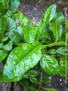 Citrus Hystrix, Kaffir lime, Kaffir Limette, organically grown tropical citrus plants for sale at TOMs FLOWer CLUB.
