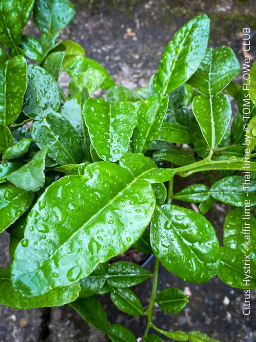 Citrus Hystrix, Kaffir lime, Kaffir Limette, organically grown tropical citrus plants for sale at TOMs FLOWer CLUB.