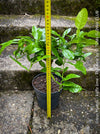 Citrus Hystrix, Kaffir lime, Kaffir Limette, organically grown tropical citrus plants for sale at TOMs FLOWer CLUB.