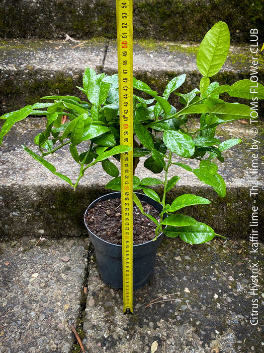 Citrus Hystrix, Kaffir lime, Kaffir Limette, organically grown tropical citrus plants for sale at TOMs FLOWer CLUB.