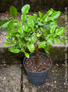 Citrus Hystrix, Kaffir lime, Kaffir Limette, organically grown tropical citrus plants for sale at TOMs FLOWer CLUB.