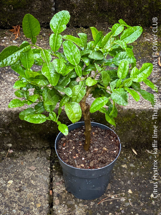Citrus Hystrix, Kaffir lime, Kaffir Limette, organically grown tropical citrus plants for sale at TOMs FLOWer CLUB.