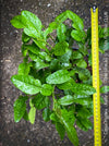 Citrus Hystrix, Kaffir lime, Kaffir Limette, organically grown tropical citrus plants for sale at TOMs FLOWer CLUB.