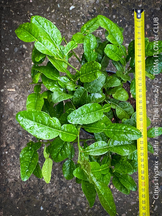 Citrus Hystrix, Kaffir lime, Kaffir Limette, organically grown tropical citrus plants for sale at TOMs FLOWer CLUB.