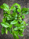 Citrus Hystrix, Kaffir lime, Kaffir Limette, organically grown tropical citrus plants for sale at TOMs FLOWer CLUB.