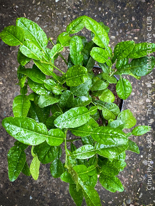 Citrus Hystrix, Kaffir lime, Kaffir Limette, organically grown tropical citrus plants for sale at TOMs FLOWer CLUB.