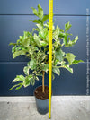 Variegated Lemon tree / Citrus limon foliis variegatis sanguineum, organically grown tropical plants for sale at TOMs FLOWer CLUB.