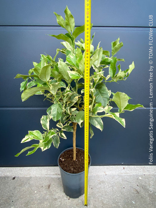 Variegated Lemon tree / Citrus limon foliis variegatis sanguineum, organically grown tropical plants for sale at TOMs FLOWer CLUB.