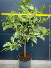 Variegated Lemon tree / Citrus limon foliis variegatis sanguineum, organically grown tropical plants for sale at TOMs FLOWer CLUB.