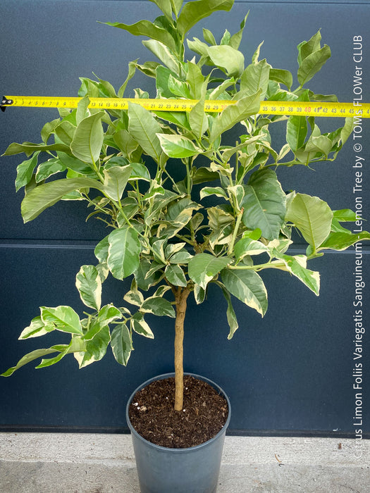 Variegated Lemon tree / Citrus limon foliis variegatis sanguineum, organically grown tropical plants for sale at TOMs FLOWer CLUB.