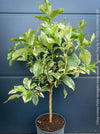 Variegated Lemon tree / Citrus limon foliis variegatis sanguineum, organically grown tropical plants for sale at TOMs FLOWer CLUB.