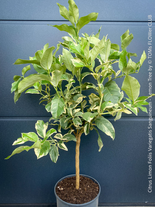 Variegated Lemon tree / Citrus limon foliis variegatis sanguineum, organically grown tropical plants for sale at TOMs FLOWer CLUB.